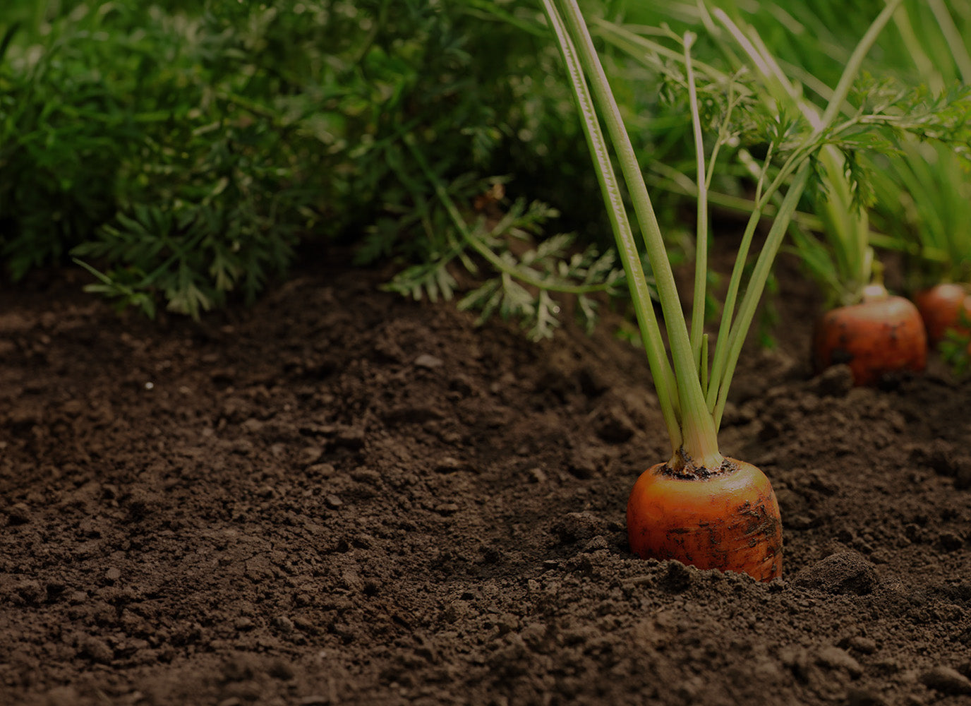 Carrots growing in soil with green foliage in the background